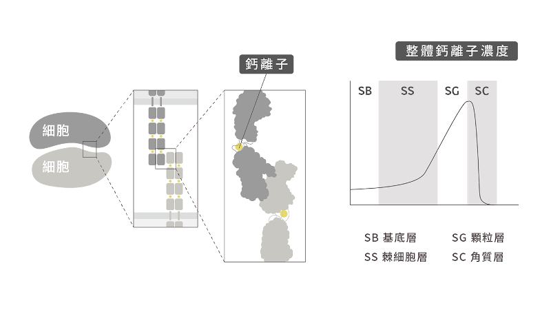杏仁酸-煥膚-角質層