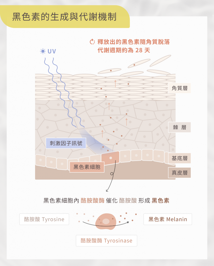 淡斑美白精華這樣擦才有效！從成分來挑選產品-黑色素生成與代謝