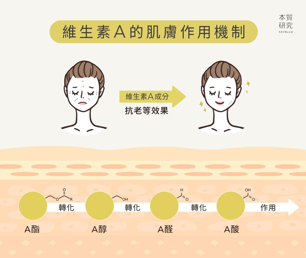 A醇功效有哪些？使用順序？2分鐘跟著博士一次搞懂 作用機制