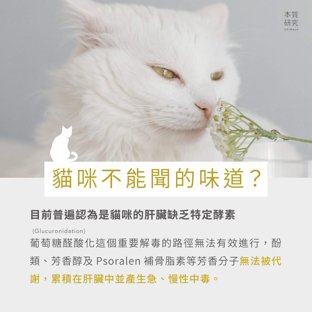貓咪不能聞的味道有哪些？保養品中的精油呢？