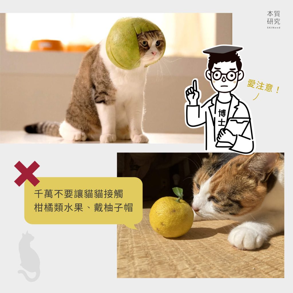 貓咪不能聞的味道有哪些？保養品中的精油呢？